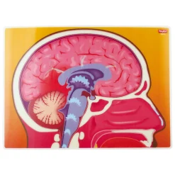 Actiekaarten mijn Lichaam - 10 Kaarten Sale