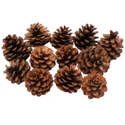 - Dennenappels, 12st.-Colorations Best