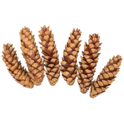 - Natuurlijke Strobuskegels, 6st.-Colorations Outlet