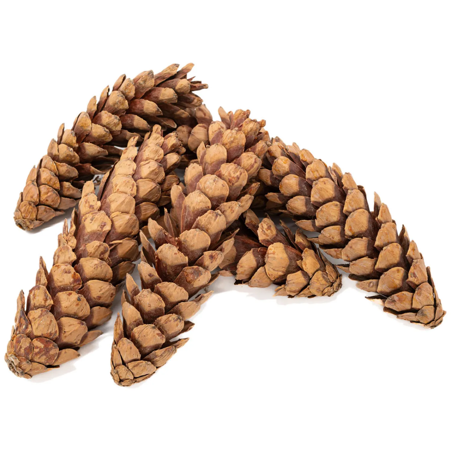 - Natuurlijke Strobuskegels, 6st.-Colorations Outlet