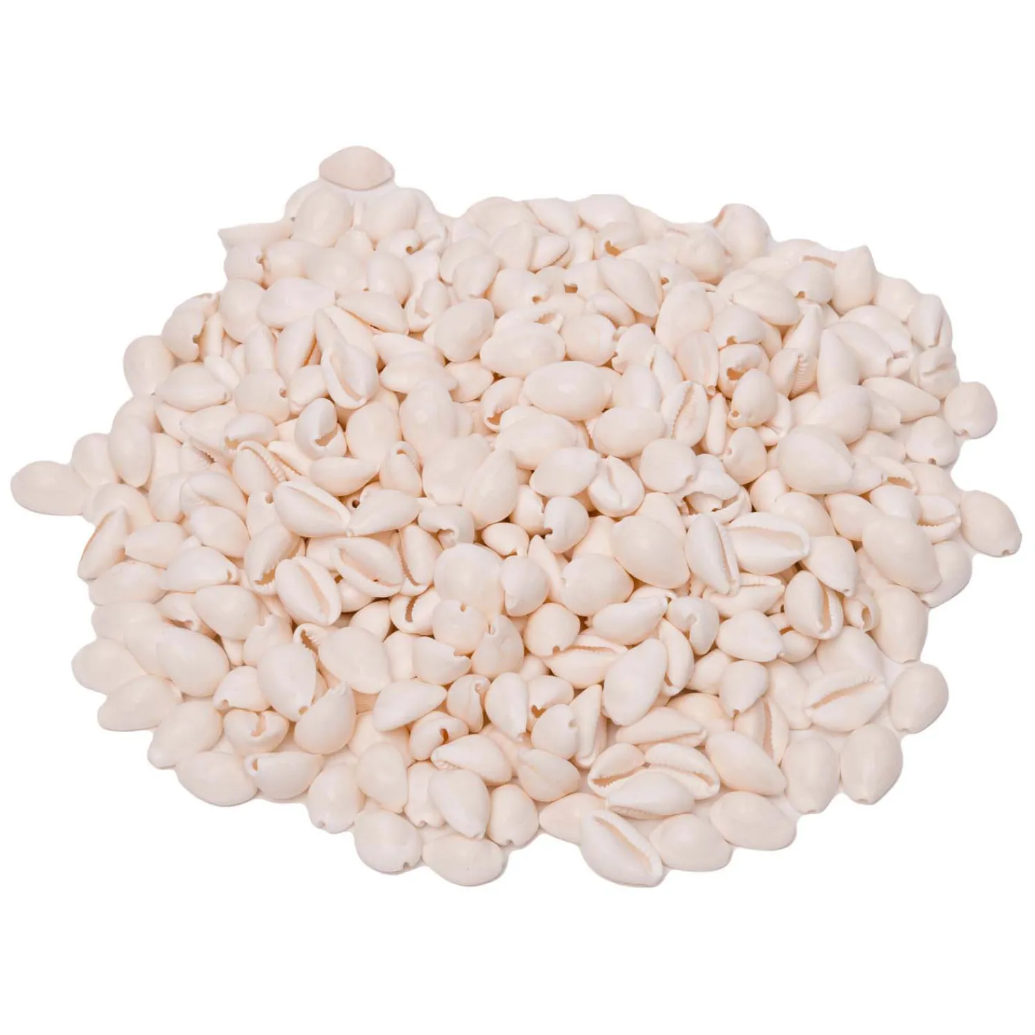 - Zeeschelpen Kauri, 300g-Colorations Hot