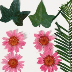 Creativ Company Gedroogde Bloemen en Bladeren Lichtrood, 19dlg. Clearance