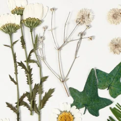 Gedroogde Bloemen en Bladeren Off-white, 19dlg.-Creativ Company Hot