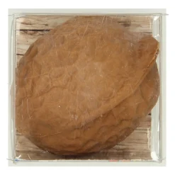 Gum Walnoot Discount