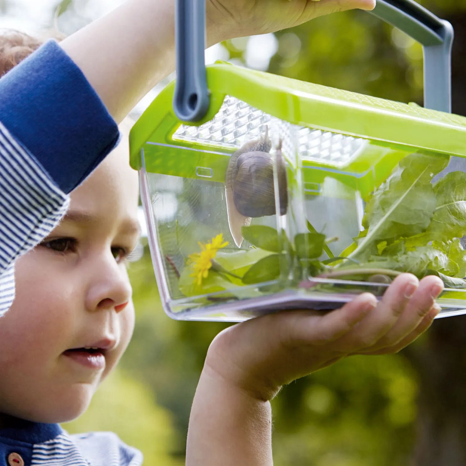 Terra Kids - Insectendoos>Haba Sale