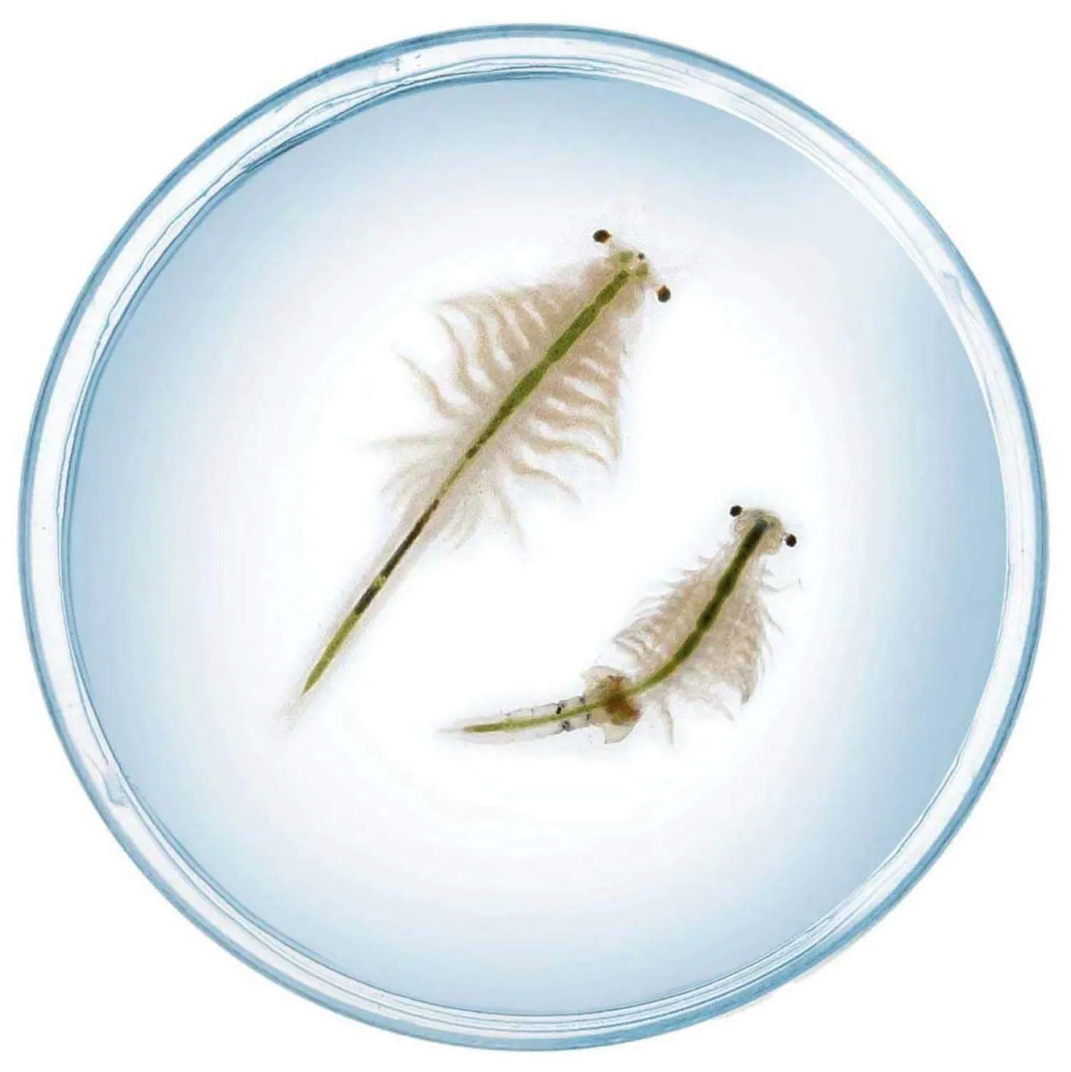 Kosmos Saltwater Creatures Speelset-Selecta Online