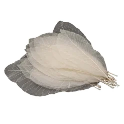 Lange Bladskeletten, 24st.- Online