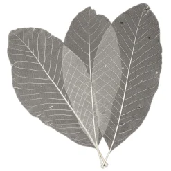 Lange Bladskeletten, 24st.- Online