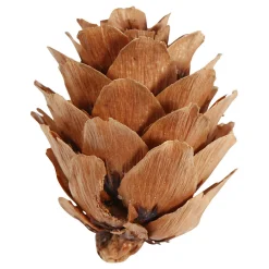 Larikskegels, 12st.><noscript><img width=