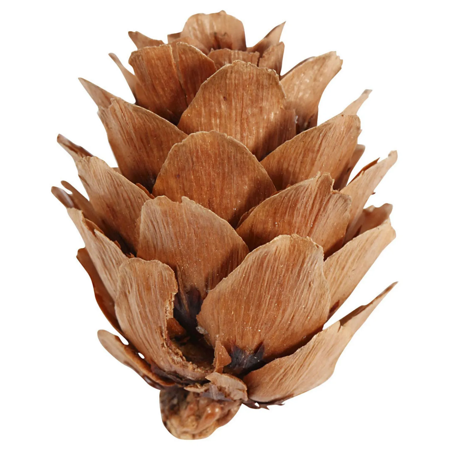 Larikskegels, 12st.>Creativ Company