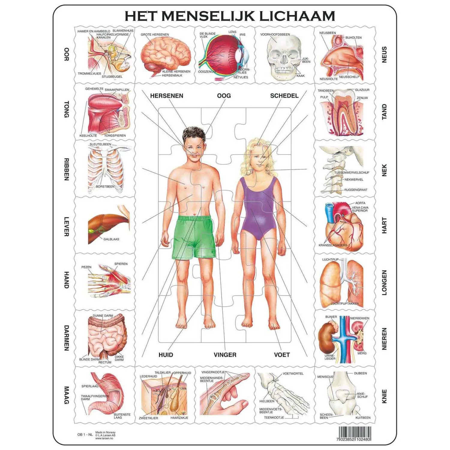 Larsen Het Menselijk Lichaam, 35st.-Selecta Sale