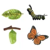 Levenscyclus Vlinder Speelfiguren Set> Discount