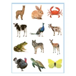 Lieve Dieren Kleur- en Stickerboek - 3-5 Jaar-Deltas Best