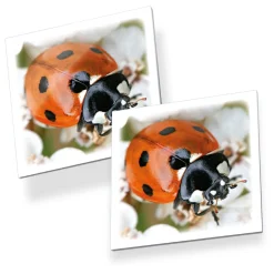 Memo Beestjes>Tactic Discount