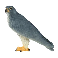 Wildlife Slechtvalk - 381056><noscript><img width=