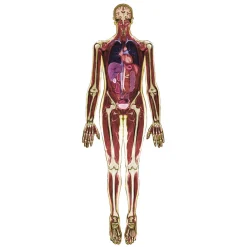 MRI-Scan Lichaam - 3dlg.> Sale
