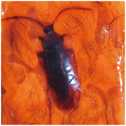 Oosh Harig Slijm met Insecten, 70gr.><noscript><img width=