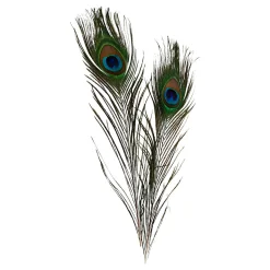 Pauwenveren, 10st.>Creativ Company Clearance