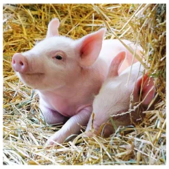 Boerderijdieren Legpuzzel, 2x12st.-Ravensburger Hot