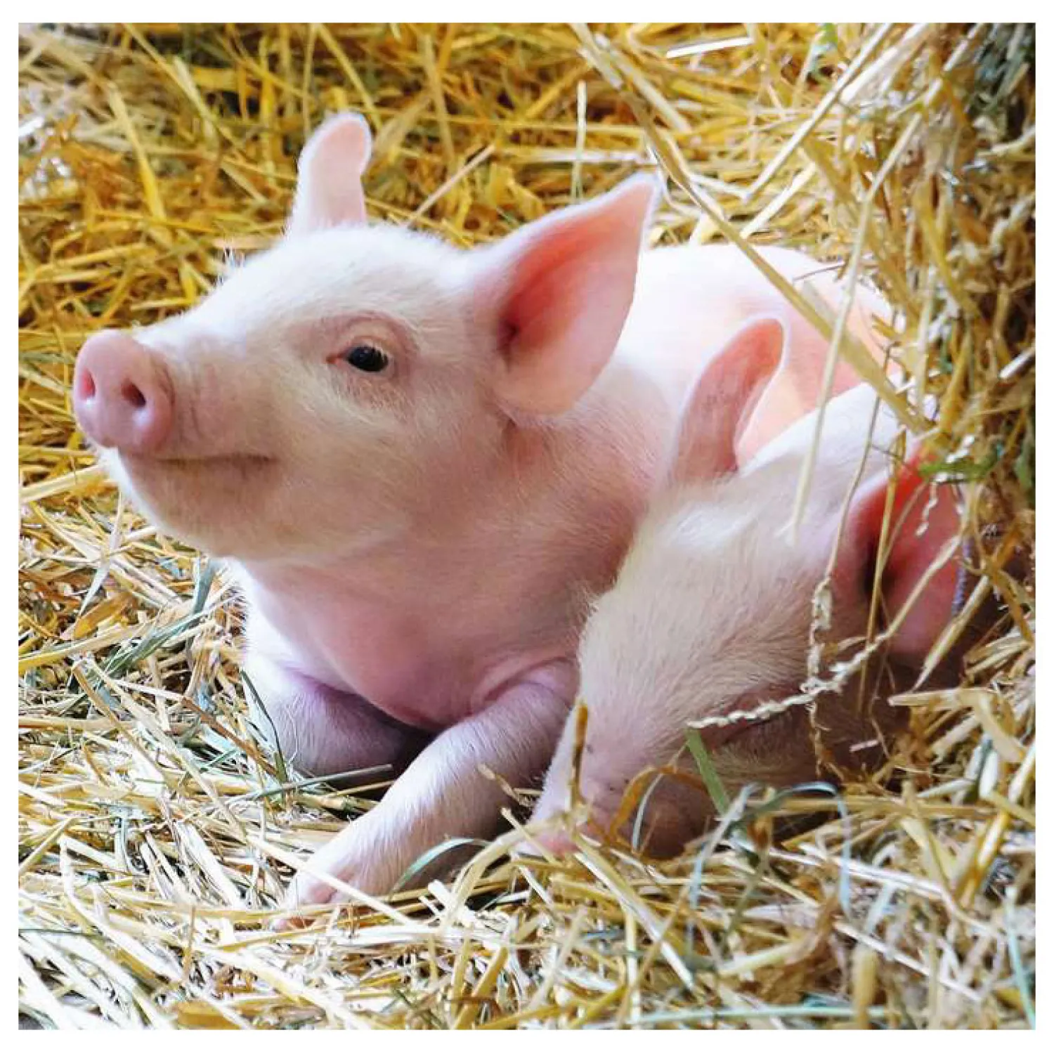 Boerderijdieren Legpuzzel, 2x12st.-Ravensburger Hot