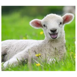 Boerderijdieren Legpuzzel, 2x12st.-Ravensburger Hot