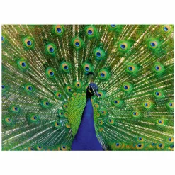 Ravensburger Legpuzzel Colorful Animals Pauw, 500st. Sale