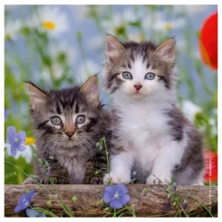 Legpuzzel Jonge Katjes, 3x49st.-Ravensburger Outlet