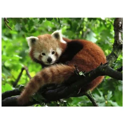 Ravensburger Legpuzzel Schattige Rode Panda, 500st. Sale