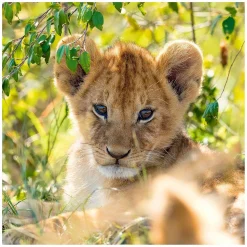 Puzzel Panda, Tijger en Leeuw, 3x49st.-Ravensburger Outlet