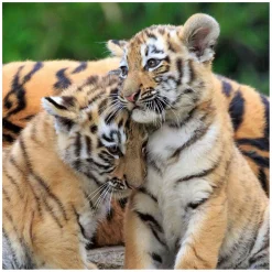 Puzzel Panda, Tijger en Leeuw, 3x49st.-Ravensburger Outlet