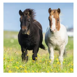 Ravensburger Schattige Pony's, 3x49st. Hot