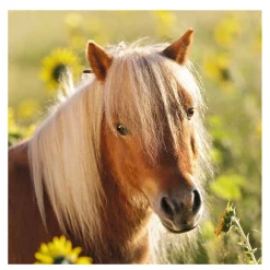 Ravensburger Schattige Pony's, 3x49st. Hot