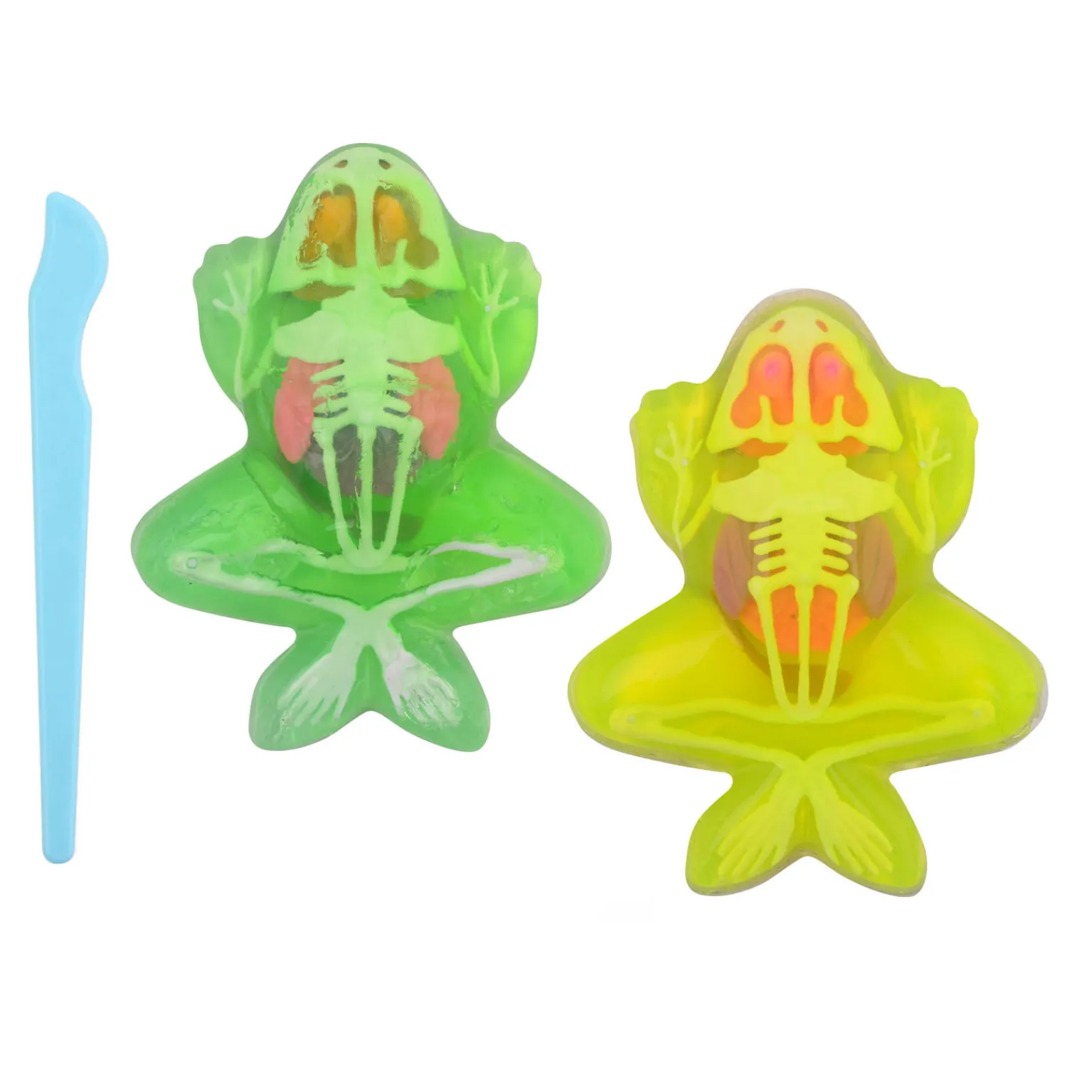 Science Explorer Kikker Anatomie Slijm>Johntoy