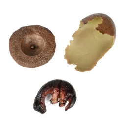 World of Dinosaurs Babydino in Gebroken Ei Hot